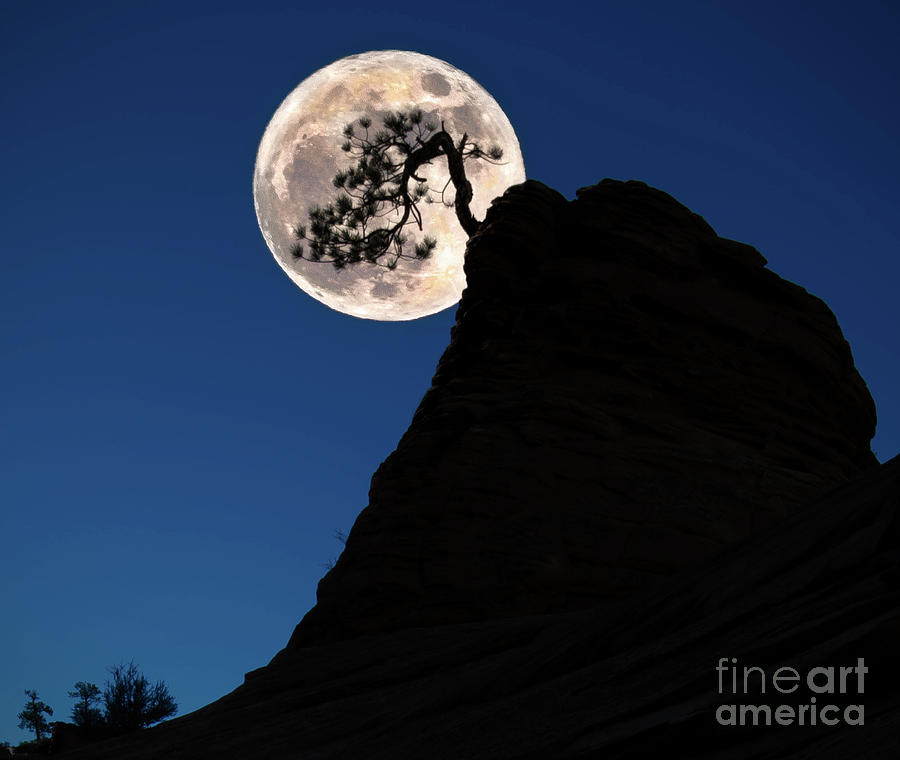Pinon Pine and Moon Zion National Park  Photograph by Jerry Fornarotto