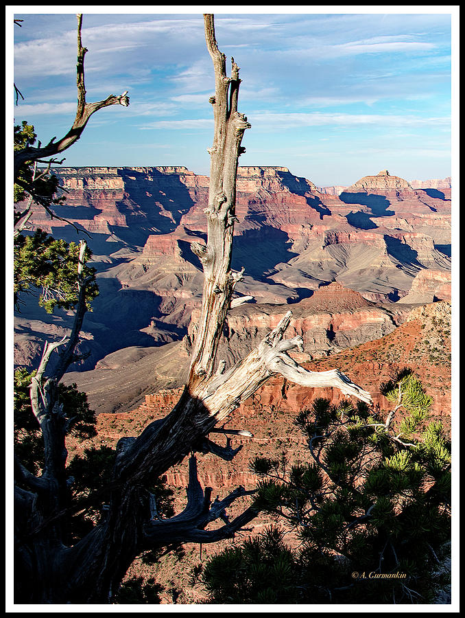 Pinon Pine Trees, Grand Canyon, Arizona Photograph by A ...