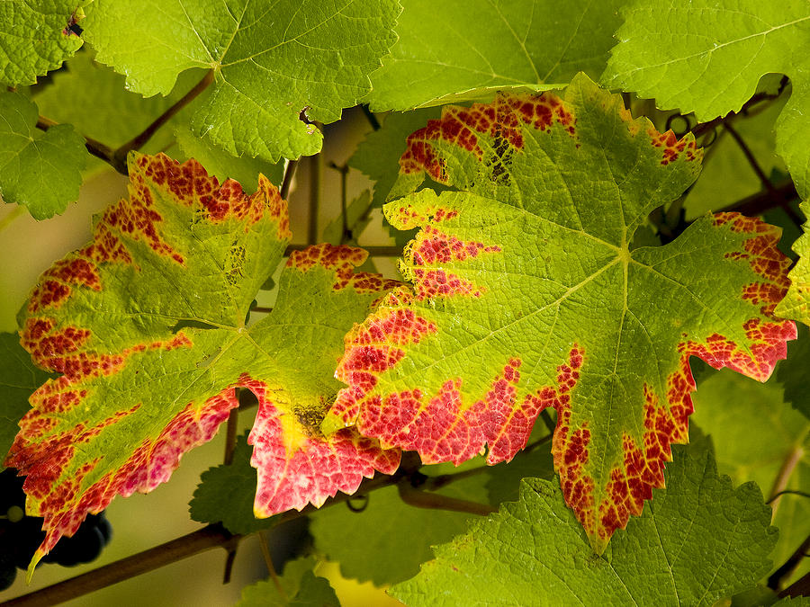 Pinot Grape Leaves Photograph by Jean Noren