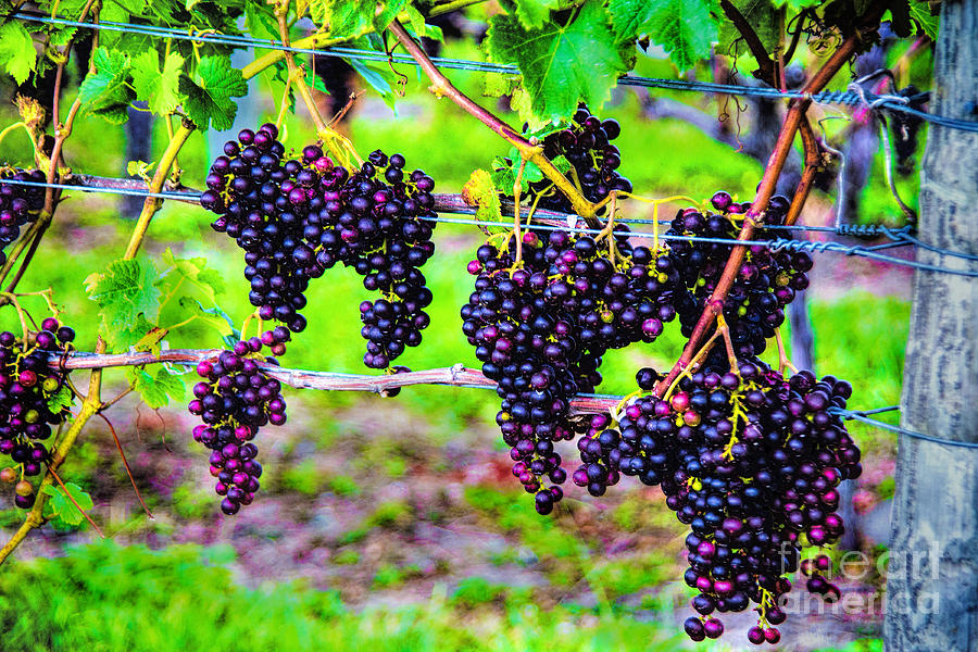 Pinot Noir Grapes Photograph by Rick Bragan