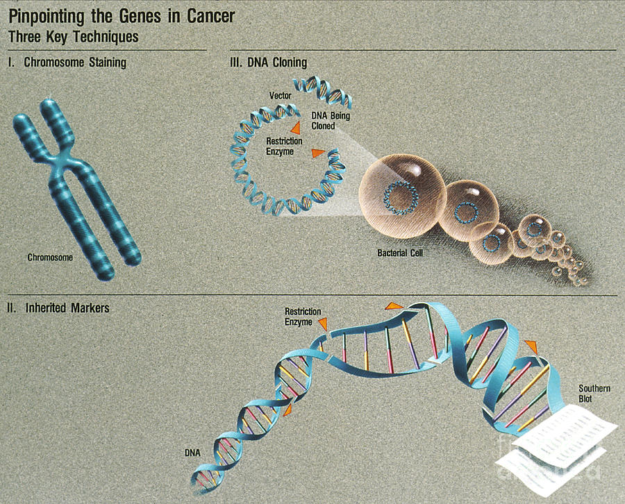 Pinpointing The Genes In Cancer Photograph by Science Source