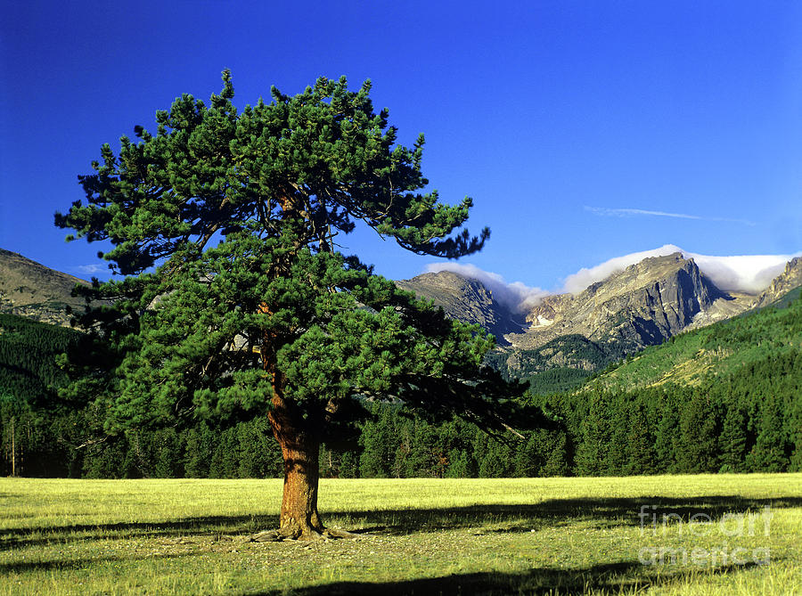 Pine tree, Rocky Mountain National Park, Colorado Photograph by Kevin Shields