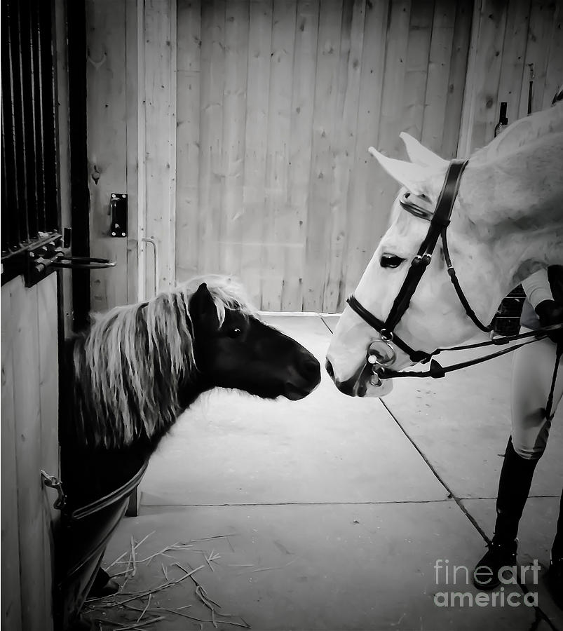 Pint Size Love Photograph by Life With Horses