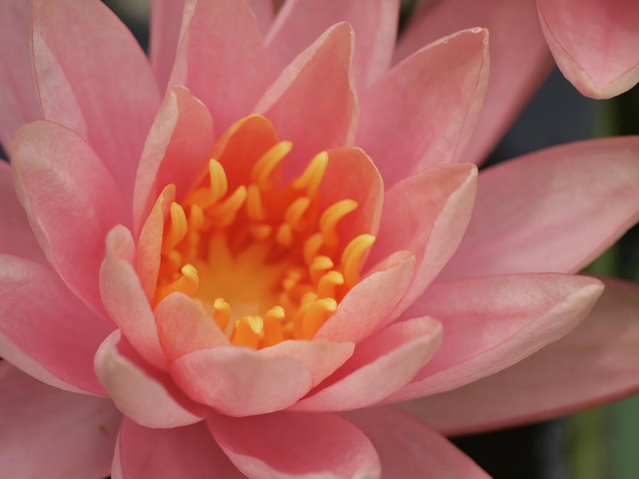 Pink Water Lily Photograph by Lea Rhea Photography