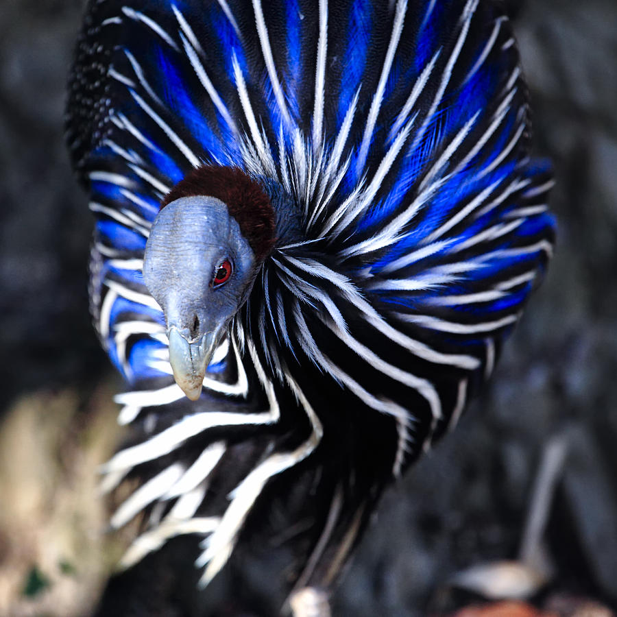 Wildlife Photograph - Pintada Vulturina by Goyo Ambrosio