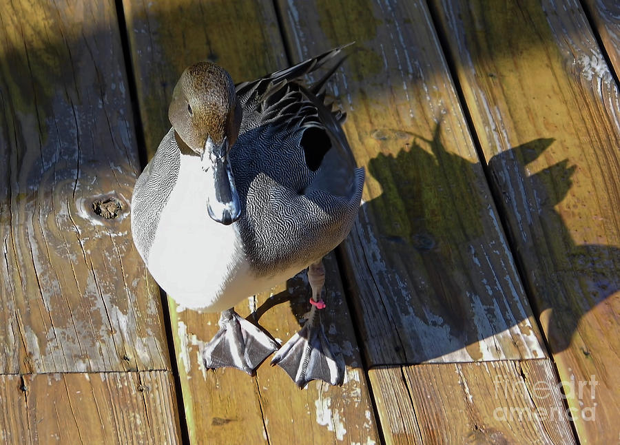 Pintail And His Shadow Photograph by D Hackett