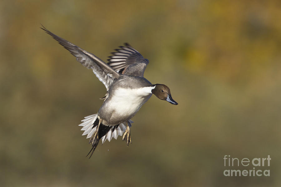 Pintail coming in Photograph by Bryan Keil