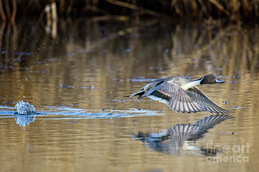Duck Photograph - Pintail Departure by Craig Leaper