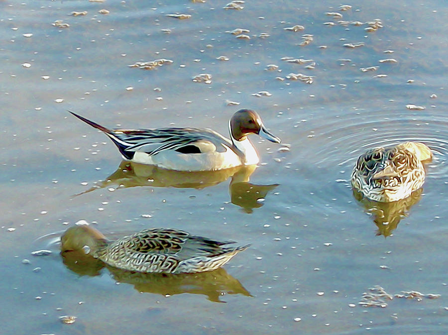 Pintail Drake and Hens Photograph by Linda Carruth