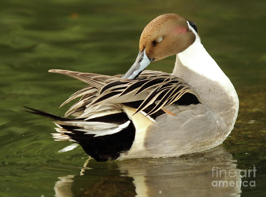 Nature Photograph - Pintail Drake Grooming by Max Allen