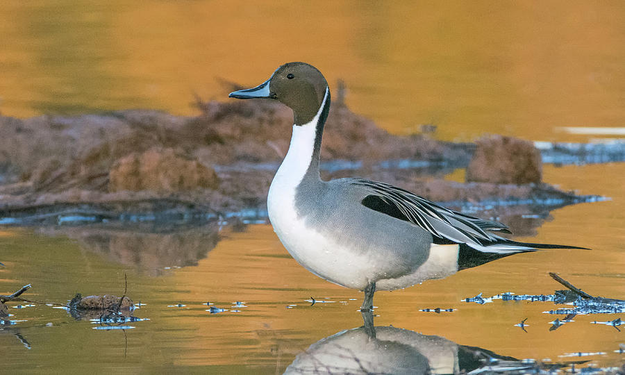 Pintail Duck 5714-020418-3cr Photograph by Tam Ryan