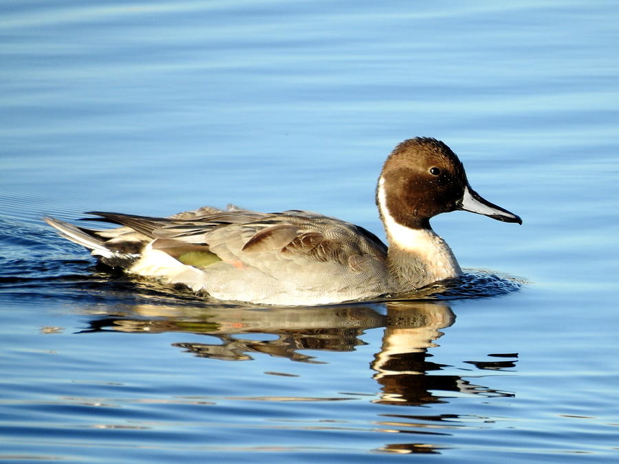 Pintail Duck Photograph by Betty-Anne McDonald