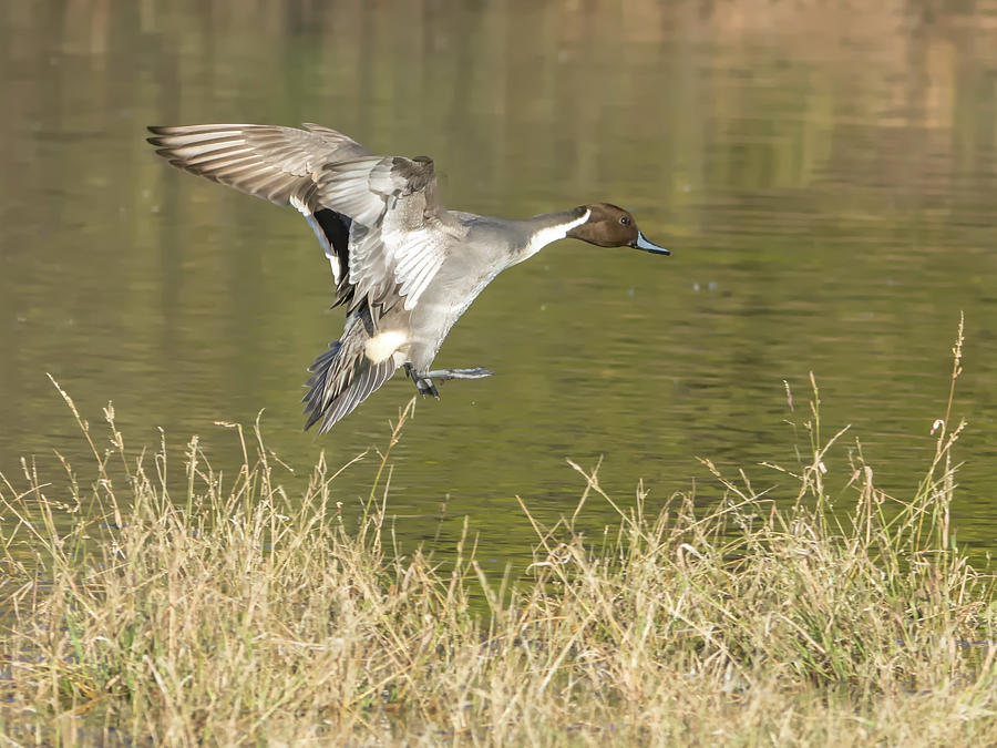 Pintail Duck Male Photograph by Tam Ryan