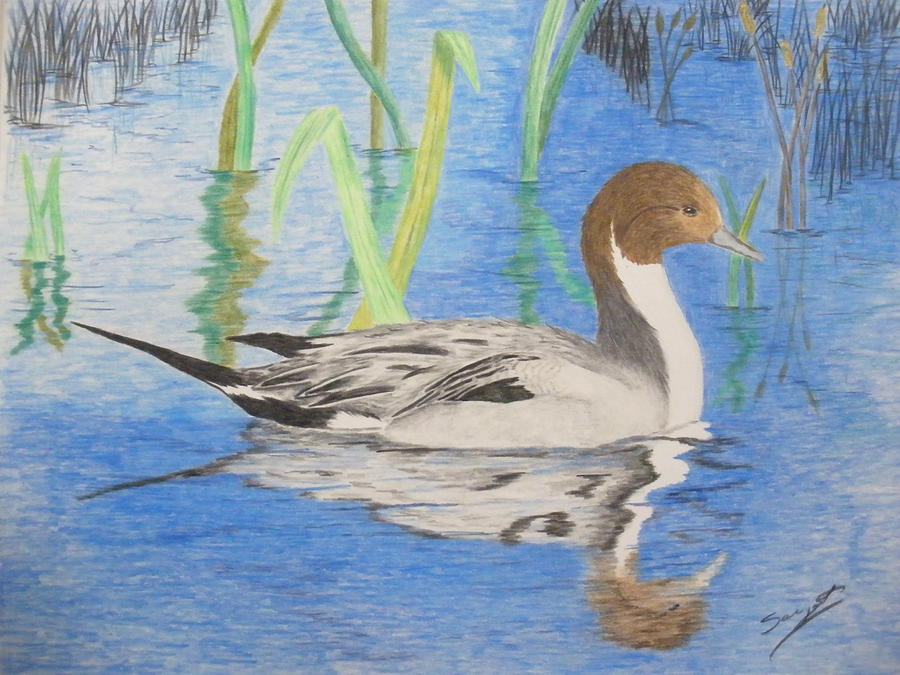 Pintail Duck Drawing by Ron Sargent - Pixels