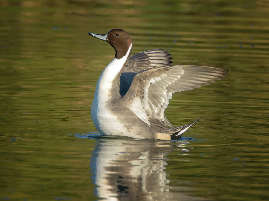 Pintail Duck Photograph by Tam Ryan