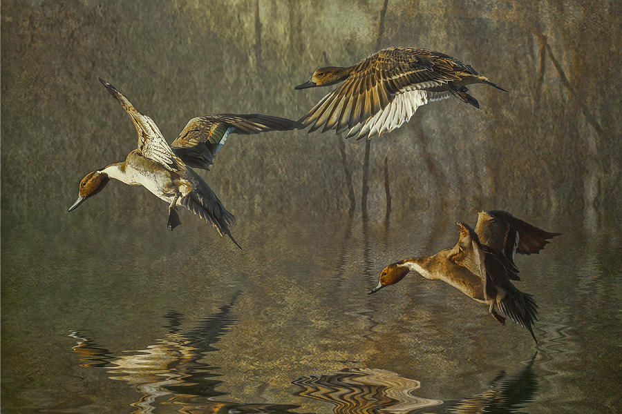 Pintail Ducks Photograph by Brian Tarr