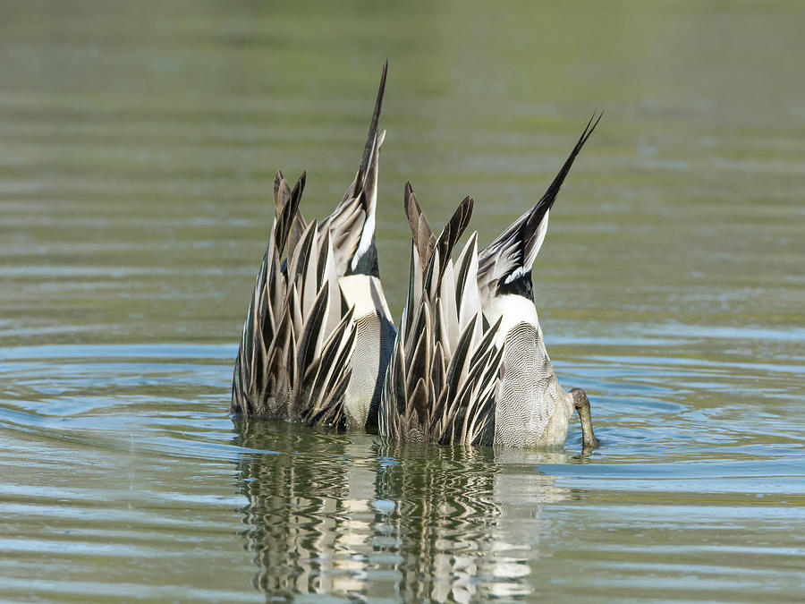 Pintail Ducks Dive Photograph by Tam Ryan