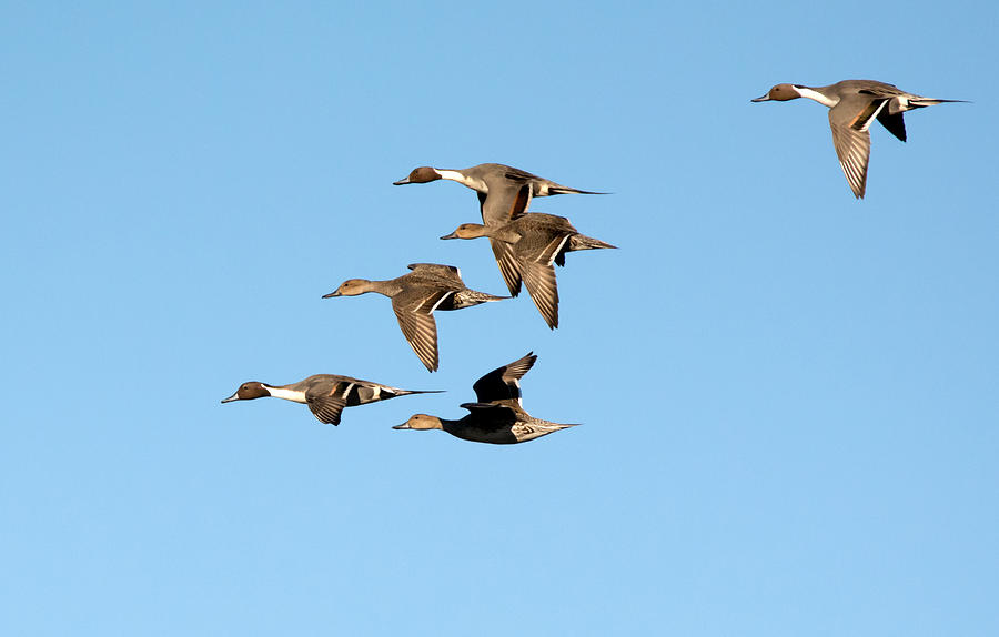 Pintail Ducks Photograph by Tam Ryan