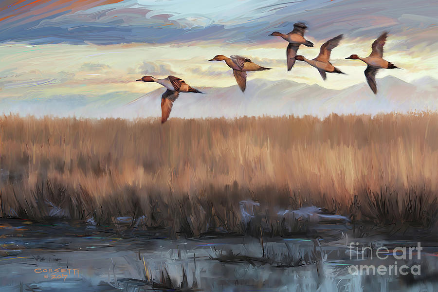 Pintail Fly By Painting by Robert Corsetti