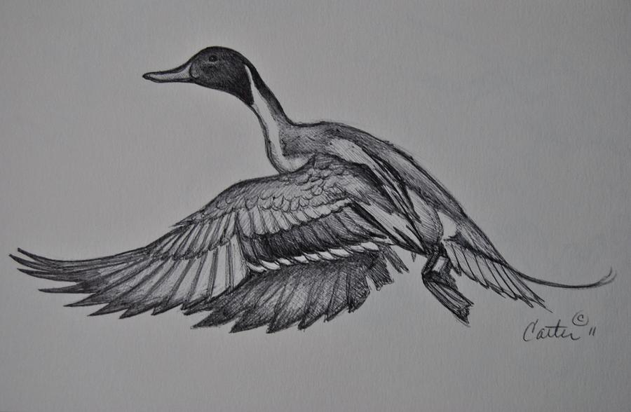 Pintail In Flight Sketch. Drawing by Calvin Carter
