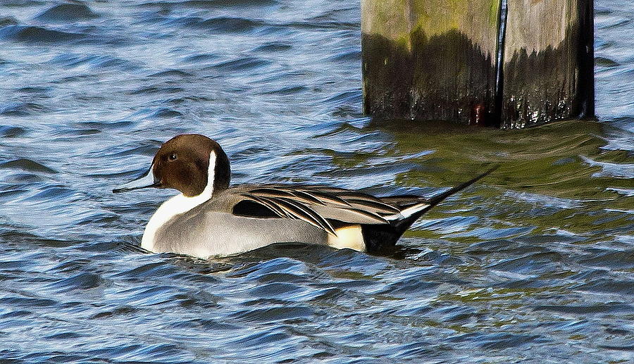 Pintail Photograph by Jeff Townsend