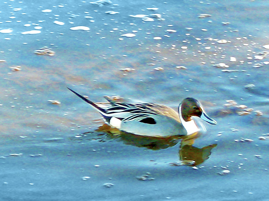 Pintail Photograph by Linda Carruth