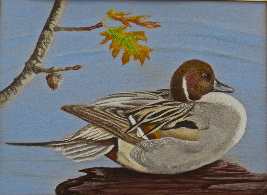 Pintail Drawing by Michelle McAdams