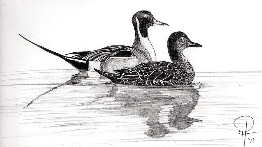 Pintail Pencils Drawing by Doug Hiser