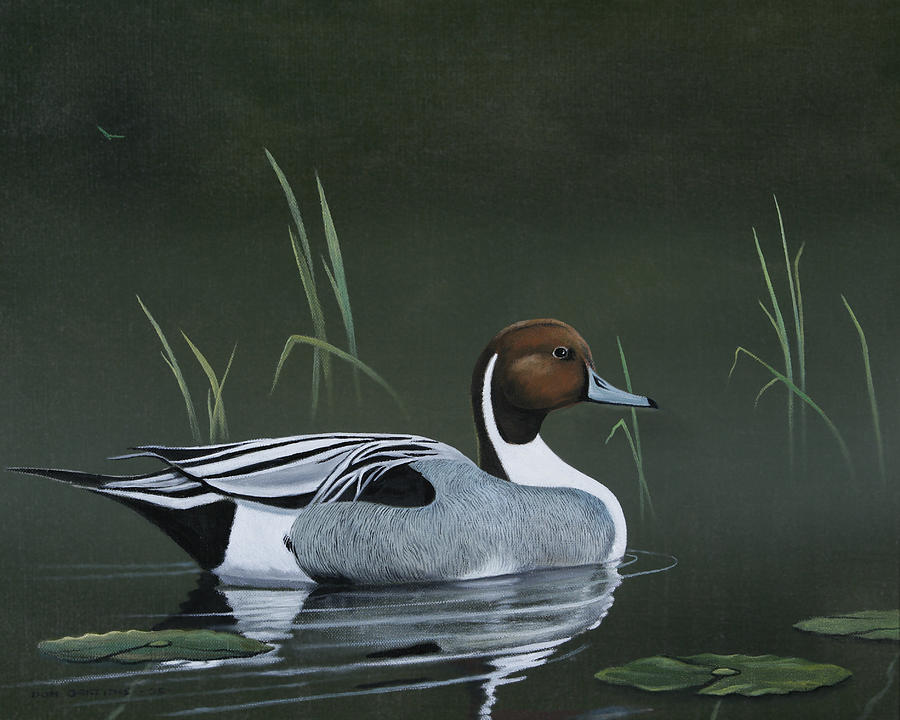 Duck Painting - Pintail Portrait by Don Griffiths