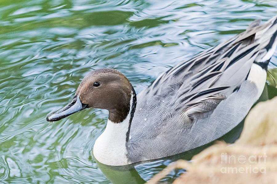 Pintail Portrait Photograph by Kate Brown
