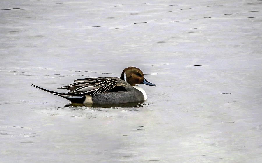 Pintail Profile Photograph by Ray Congrove