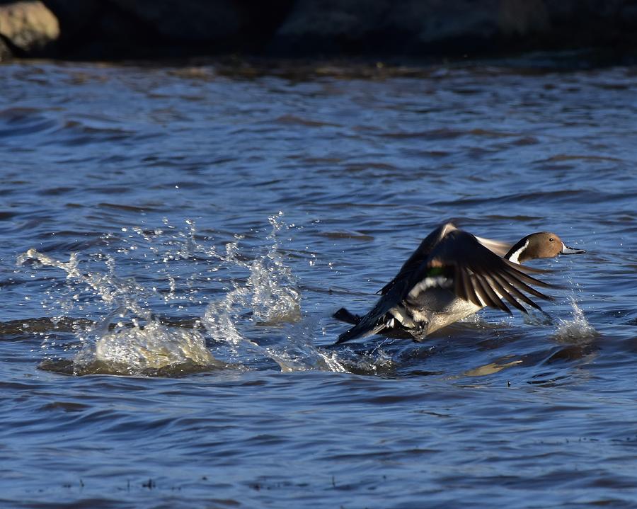 Pintail Taking Flight Photograph By Dwight Eddington - Fine Art America