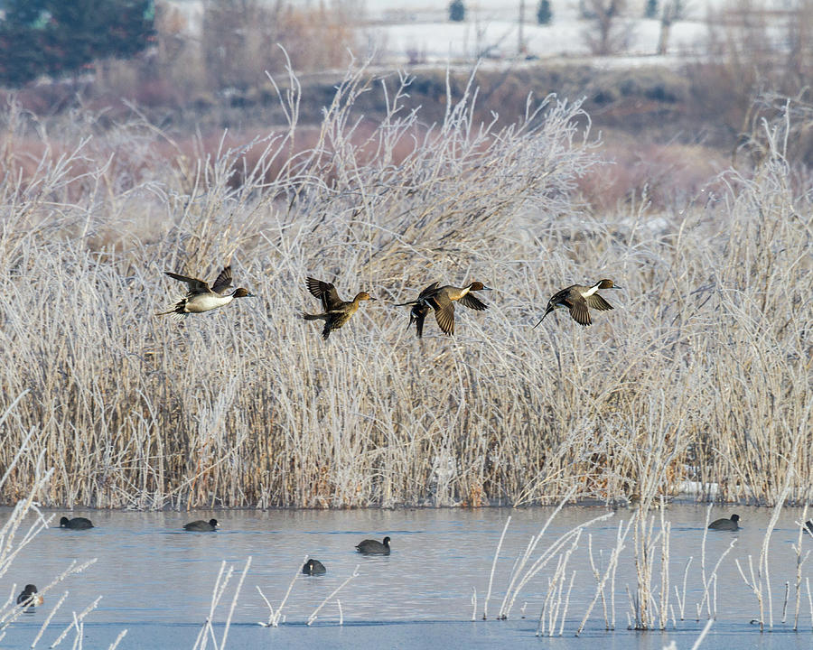 Pintails Along the Provo River Photograph by TL Mair