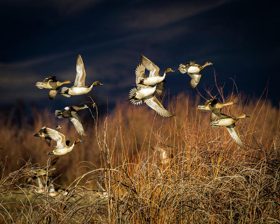 Pintails and Wigeons Photograph by TL Mair