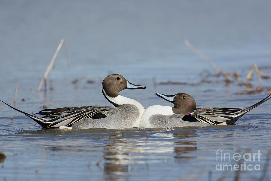 Pintails Photograph by Craig Leaper