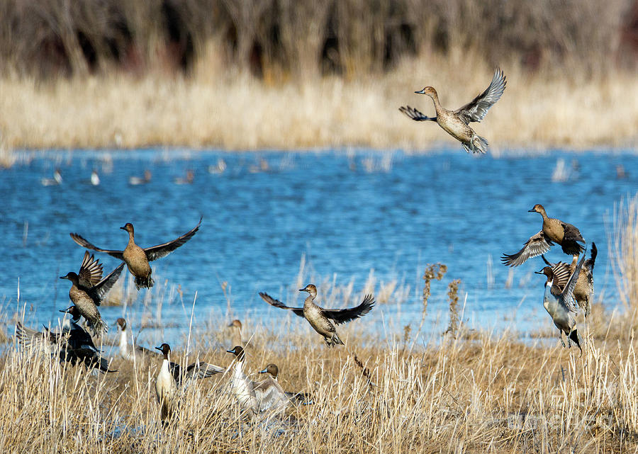 Pintails to the Air Photograph by Michael Dawson