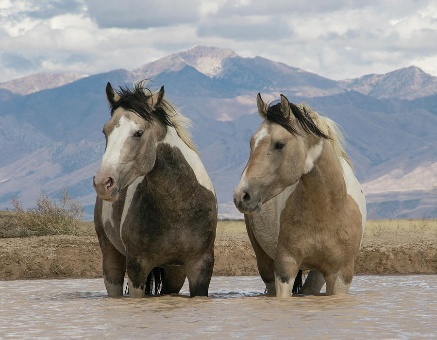 Horse Photograph - Pinto Brothers by Kent Keller