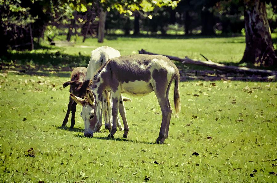 Pinto Donkey I Photograph by Jan Amiss Photography