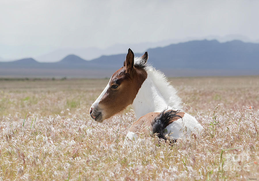 Nikon Photograph - Pinto Filly by Nicole Markmann Nelson Nikon Photograph - Pinto Filly by Nicole Markmann Nelson