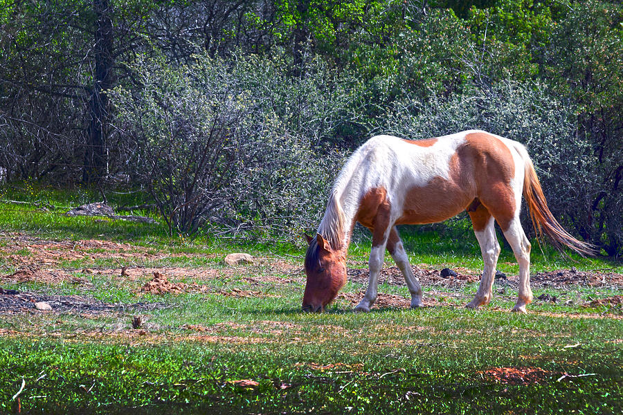 Pinto Grazing Photograph by Frank Wilson