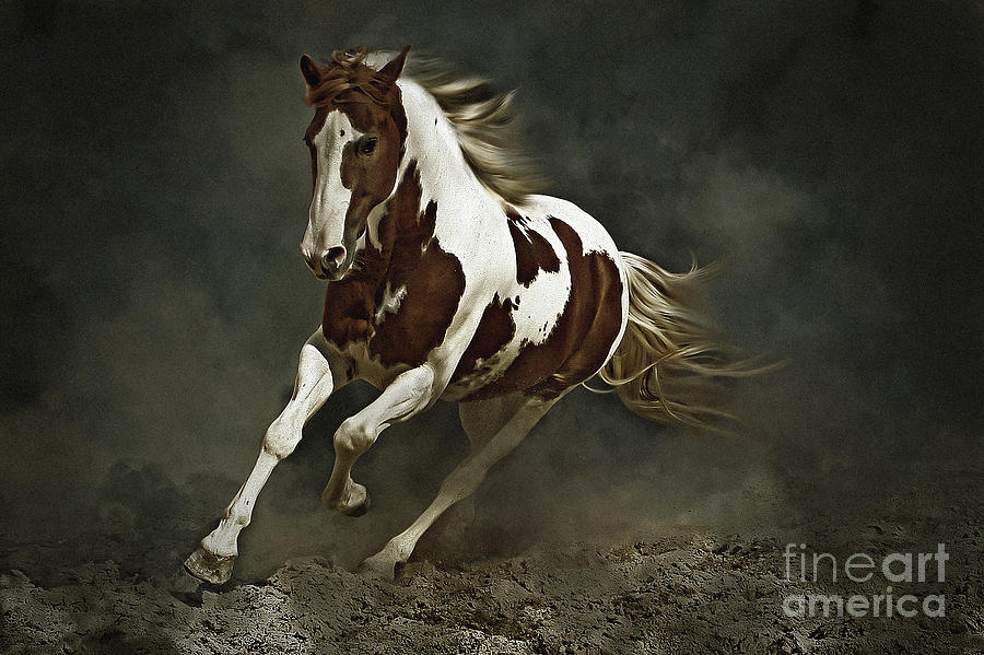 Pinto Horse in Motion Photograph by Dimitar Hristov
