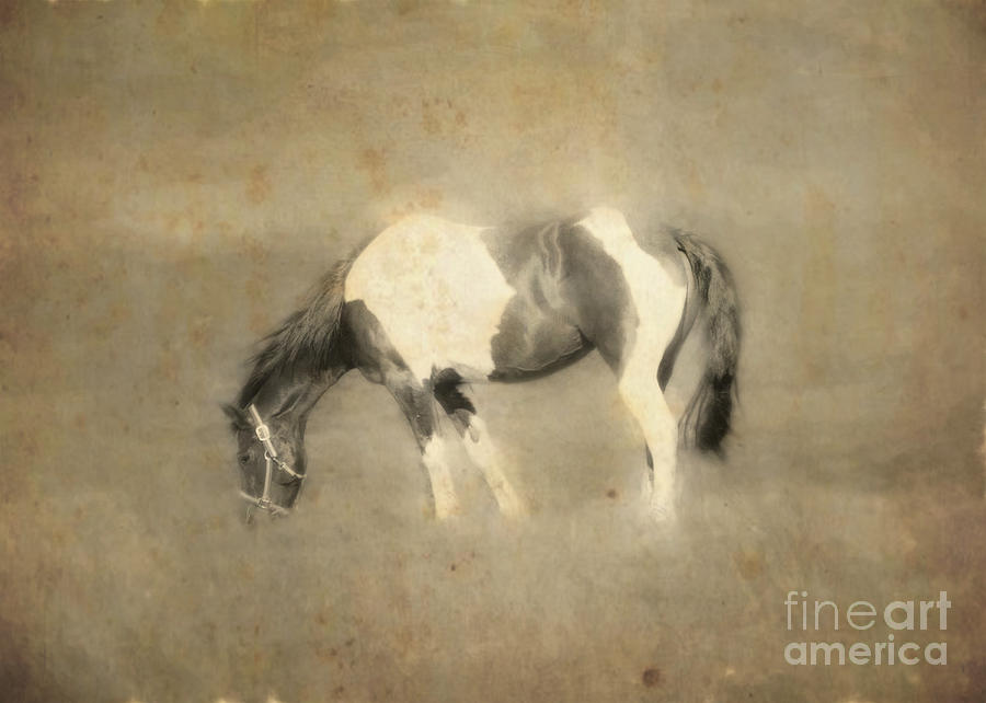 Horse Photograph - Pinto in Sepia by Hal Halli