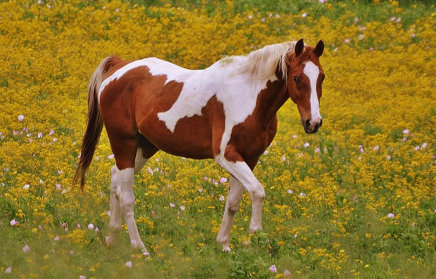 Pinto Horse In Wild Flowers Photograph by Gaby Ethington