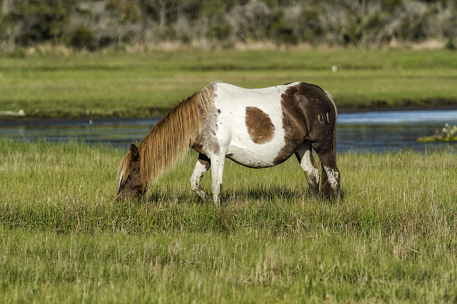 Pinto Mare With The Copper Colored Mane No. 3 - Chincoteague Ponies 