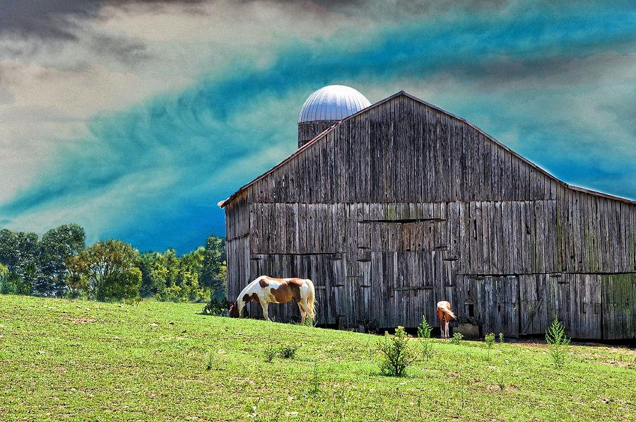 Farm Photograph - Pinto Summer by Jan Amiss Photography