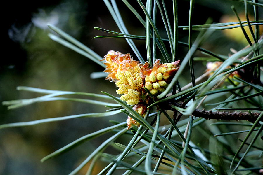 Pinus serotina Photograph by Lukasz Ryszka