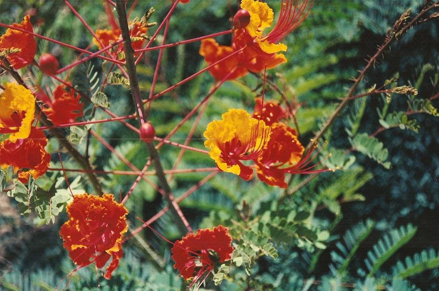 Flower Photograph - Pinwheel of Fire by Brian Edward Harris Flower Photograph - Pinwheel of Fire by Brian Edward Harris