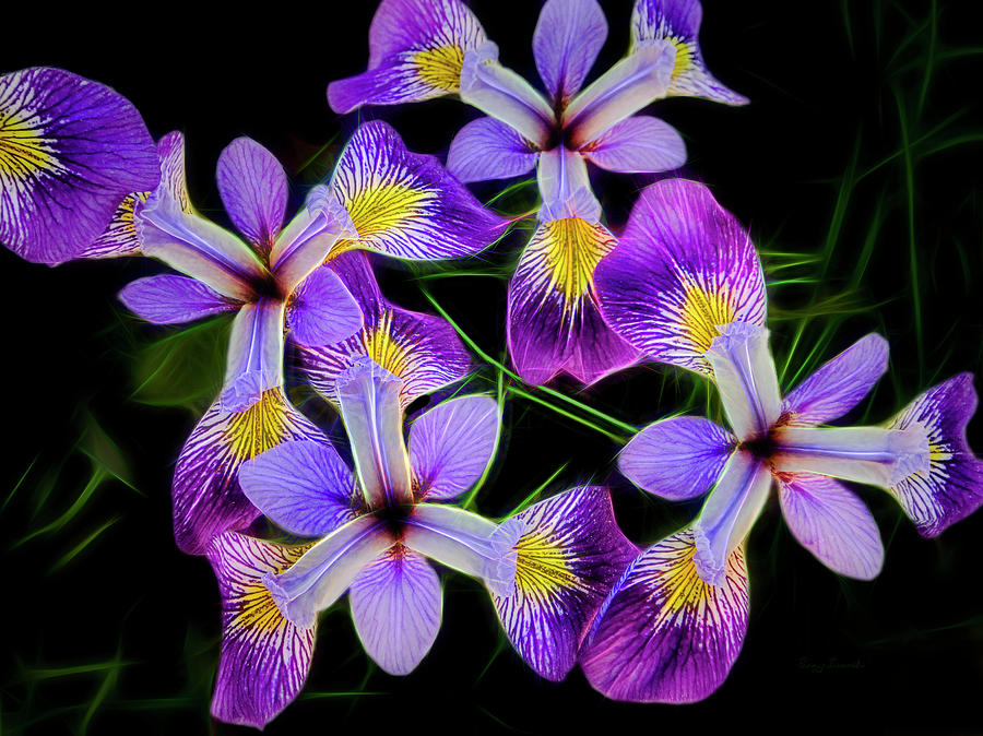 Pinwheel Purple Iris Glow Photograph