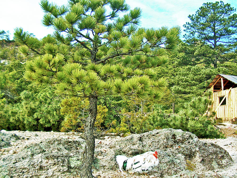 Pinyon Pine and a Chicken in Copper Canyon in Chihuahua, Mexico Photograph by Ruth Hager