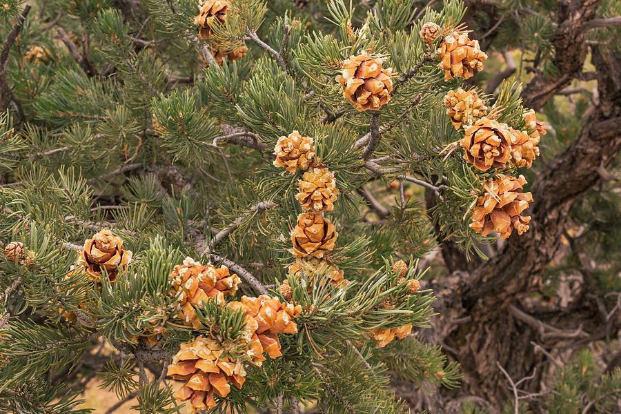 Pinyon Pine Photograph by Peter J Sucy